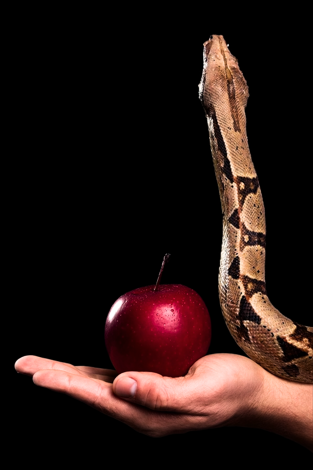 Inserir um subtítulo (24)